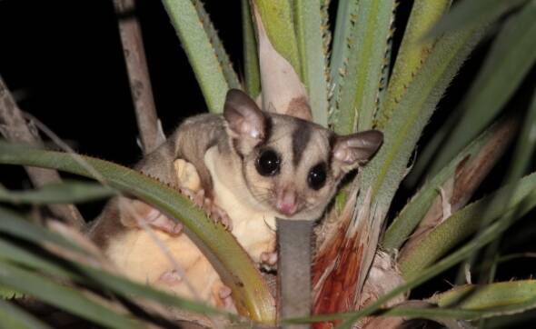 Charles Darwin University researchers want to determine whether the northern savannah glider is a unique species or simply a population of the well-known sugar glider.
