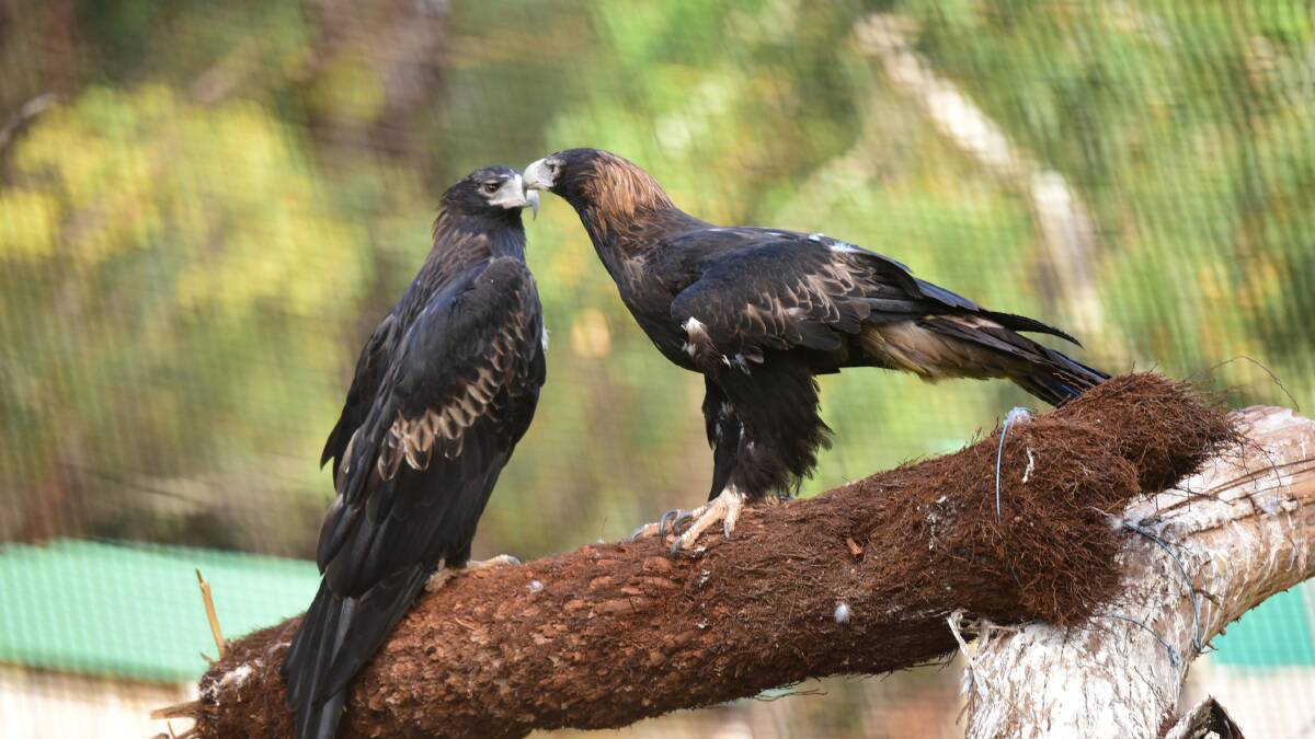 Trowunna Wildlife Park opens its birds of prey sanctuary. Pictures: Paul Scambler