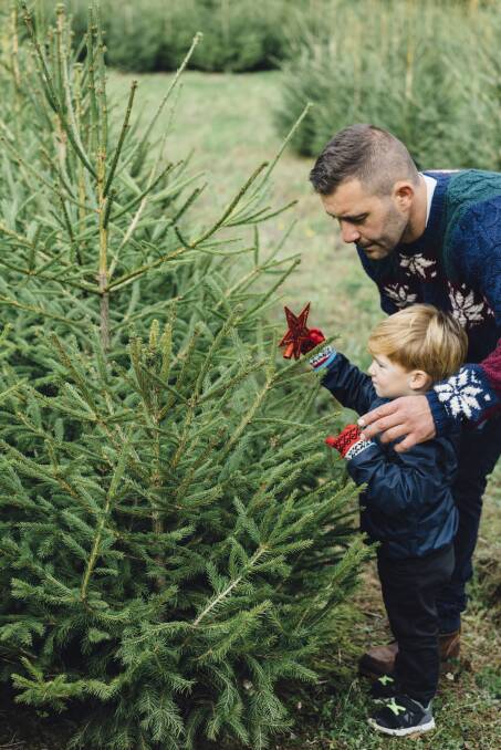 Family day out: Visiting a Christmas tree farm and selecting your own tree can be made into a fun day out with the kids.