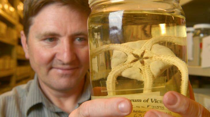 Dr Tim O'Hara with one of Melbourne Museum's 10,000 brittle stars. Photo: Michael Clayton-Jones