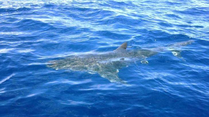 Charter skipper Matt Betts of The Sheriff  encountered this great white shark off Narooma.