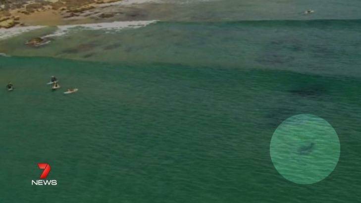 A shark spotted by a news helicopter at Watego's Beach in Byron Bay. Photo: Seven News