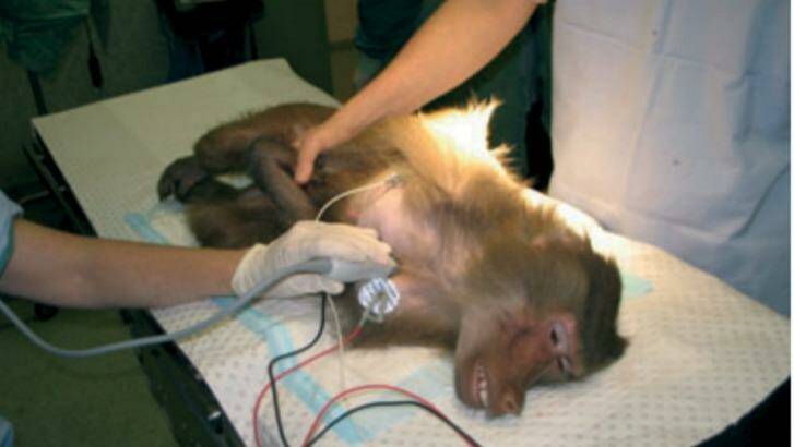 A baboon being experimented on at Royal Prince Alfred Hospital in Sydney.  Photo: Journal of Medical Primatology
