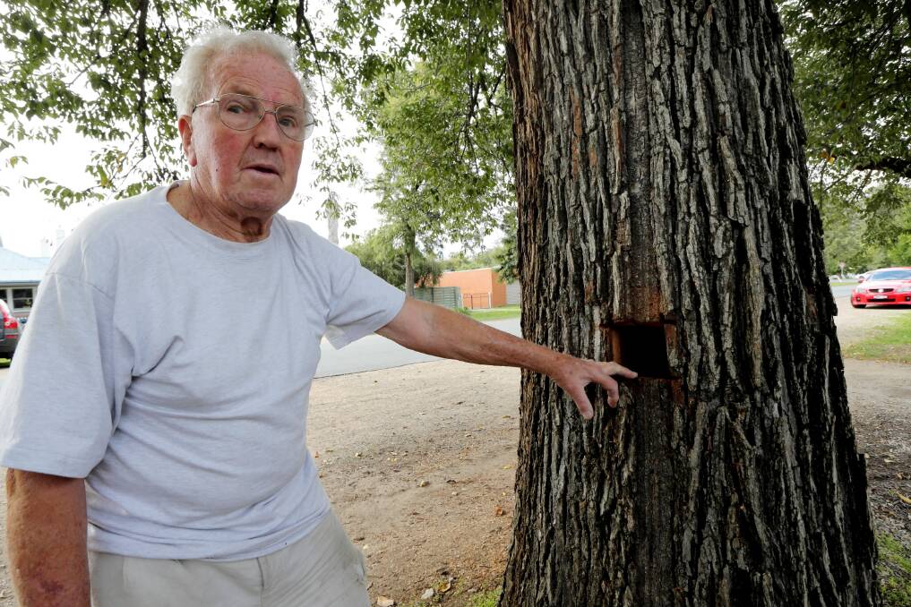 Deas Street resident Eric Brewer shows where one of the trees was vandalised. Pictures: PETER MERKESTEYN 
