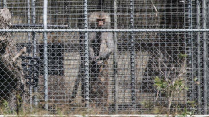 The National Health and Medical Research facility in Wallacia breeds baboons for medical research. Photo: Dallas Kilponen