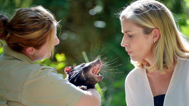Zoos Victoria CEO Jenny Gray watches as keeper Monika Zabinskas holds Mulana, a healthy one-year-old Tasmanian devil. Photo: Joe Armao