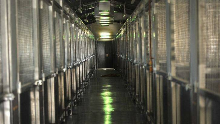 Death Row: The dog kennels at Wagga pound. Photo: Laura Hardwick