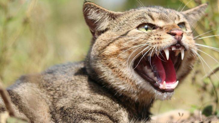 Feral cats are considered the single biggest threat to native wildlife. Photo: Invasive Animals Cooperative Research Centre