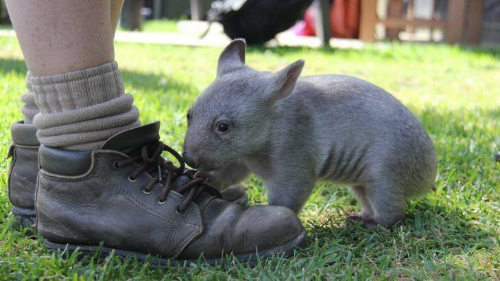 Chloe loves to chew on shoes. Photo: Paul Fahy, Taronga Zoo 