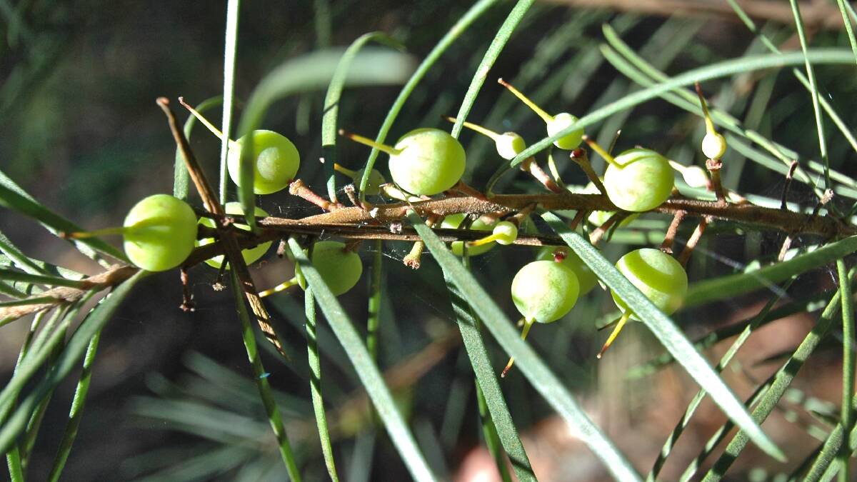 Week 3: Pictured is the fruit of the Narrow-leafed Geebung (Persoonia linearis), photographed by Lachlan Turner. 