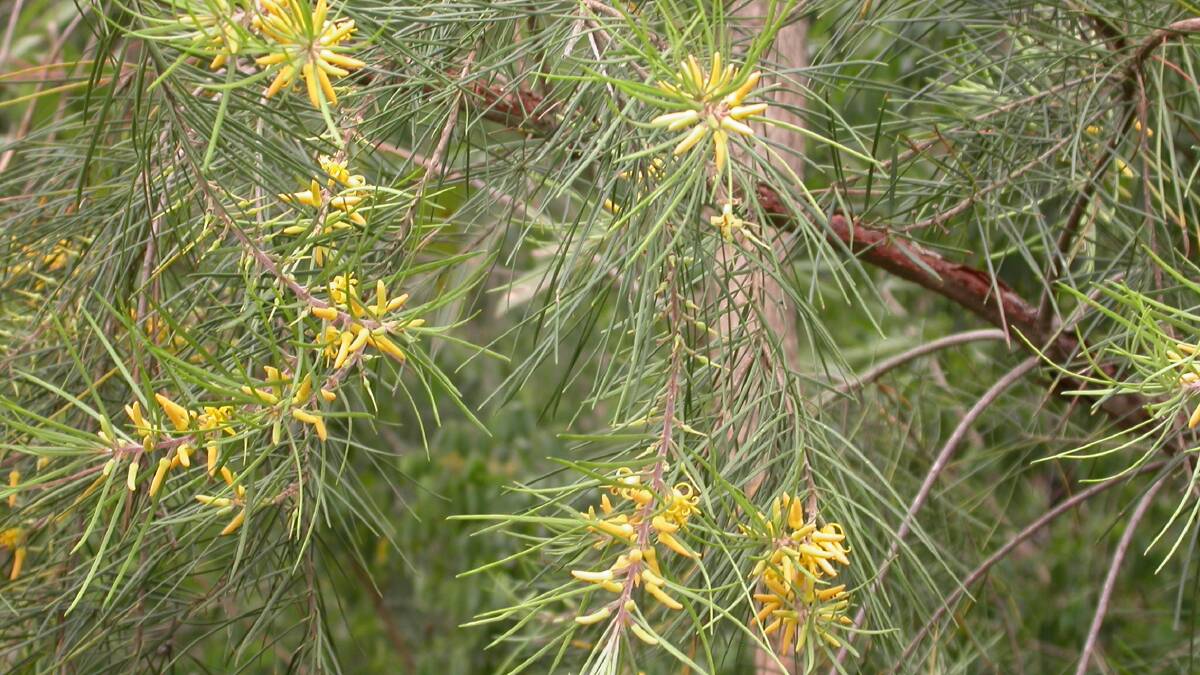 Week 3: Pictured is the Narrow-leafed Geebung (Persoonia linearis), photographed by Lachlan Turner. 