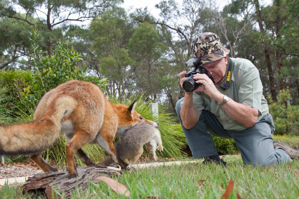 No, that’s not a real fox, but environmental photographer Lachlan Turner is really writing a weekly column for us about some not so well known, and even hidden, features of local bush land areas. Picture: Geoff Jones