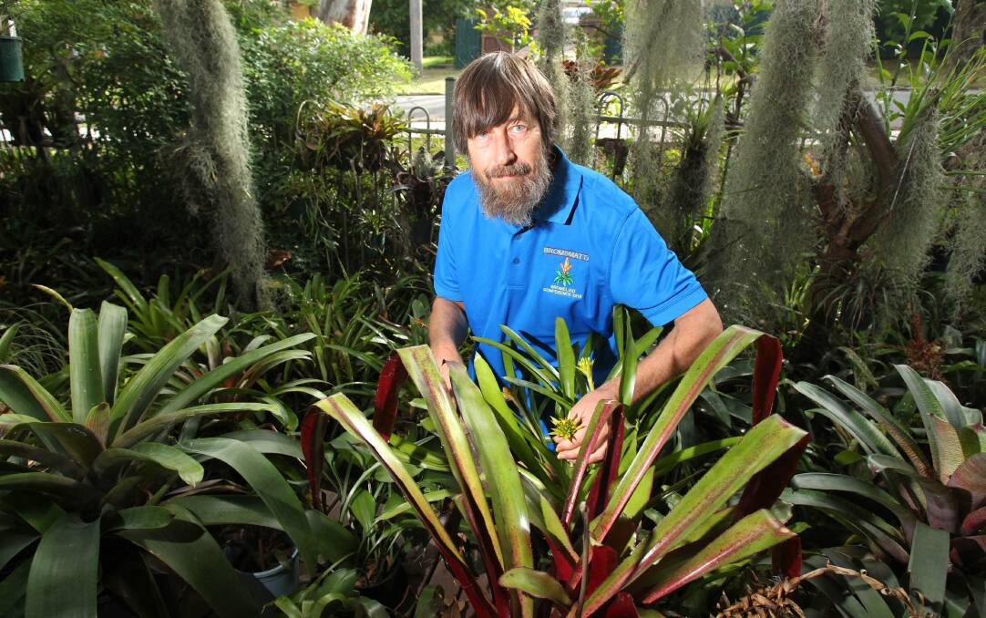 Prized collection: Brosmatta organiser Ian Hook spends as much time as he can tending to his collection of 900 bromeliads, some of which are rare and valuable. Pictures: Isabella Lettini