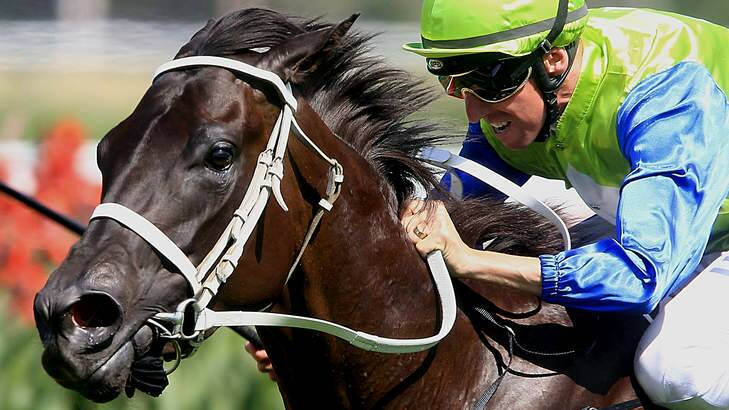 Earning a spell: Nash Rawiller rides Calming Influence to win the fifth at Rosehill on Saturday. Photo: Jenny Evans